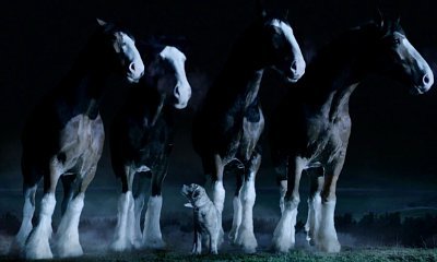 Puppy and Horse Reunite in Budweiser's Touching New Super Bowl Ad
