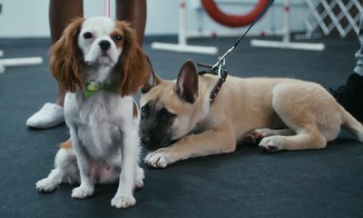 J. Cole's Premieres 'Wet Dreamz' Music Video Starring Puppies in Love