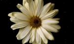 Cody Simpson Premieres New Song 'Flower' With Miley Cyrus-Designed Cover Art