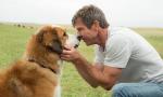 PETA Calls for Boycott of 'A Dog's Purpose' After On-Set Video Suggesting Animal Cruelty Leaks