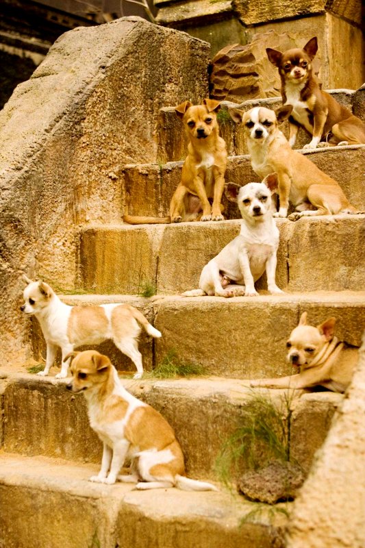 'Beverly Hills Chihuahua' Cementing Its Pawn in Box Office