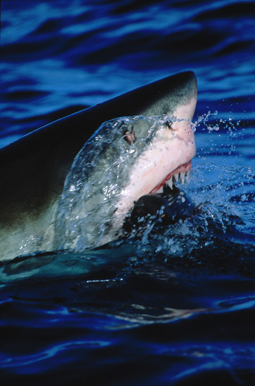 Discovery Channel Celebrating the 20th Annual Shark Week