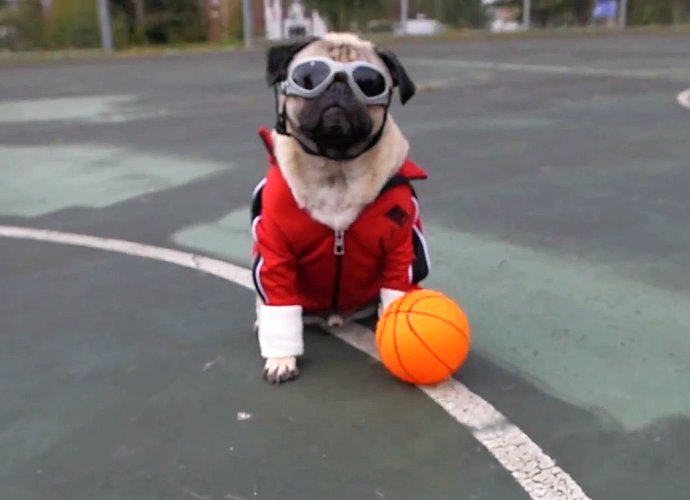 pugs fall out fall out boy premieres irresistible ft demi lovato in doug the pug starring pugs fall out fall out boy premieres irresistible ft demi lovato in doug the pug starring