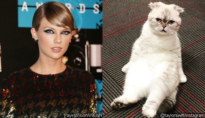 Taylor Swift Compares Her Cat Olivia to 'Melting Snowman' in Cute Picture