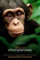 Chimpanzee