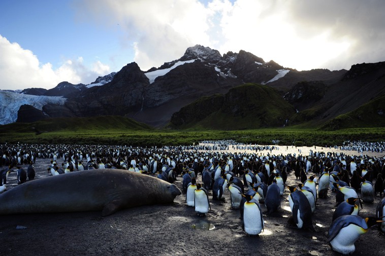 A scene from Cinedigm's Adventures of the Penguin King (2013). Photo credit by Paul Williams.