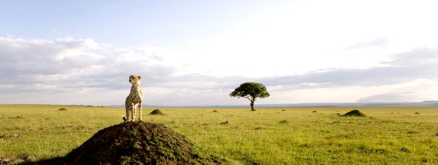 A scene from Disneynature's African Cats (2011)