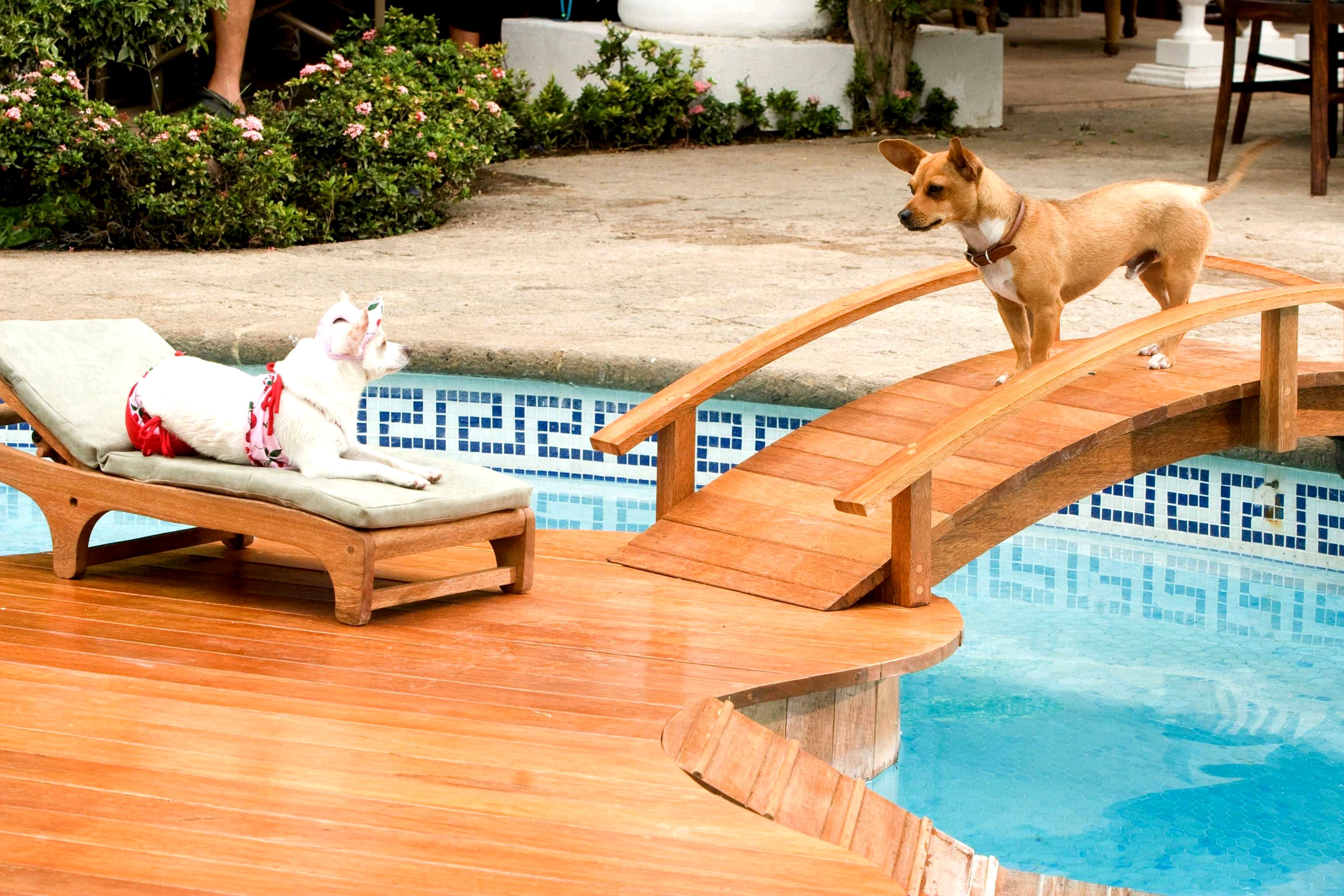 A scene from Walt Disney Pictures' Beverly Hills Chihuahua (2008).Photo credit by Daniel Daza.