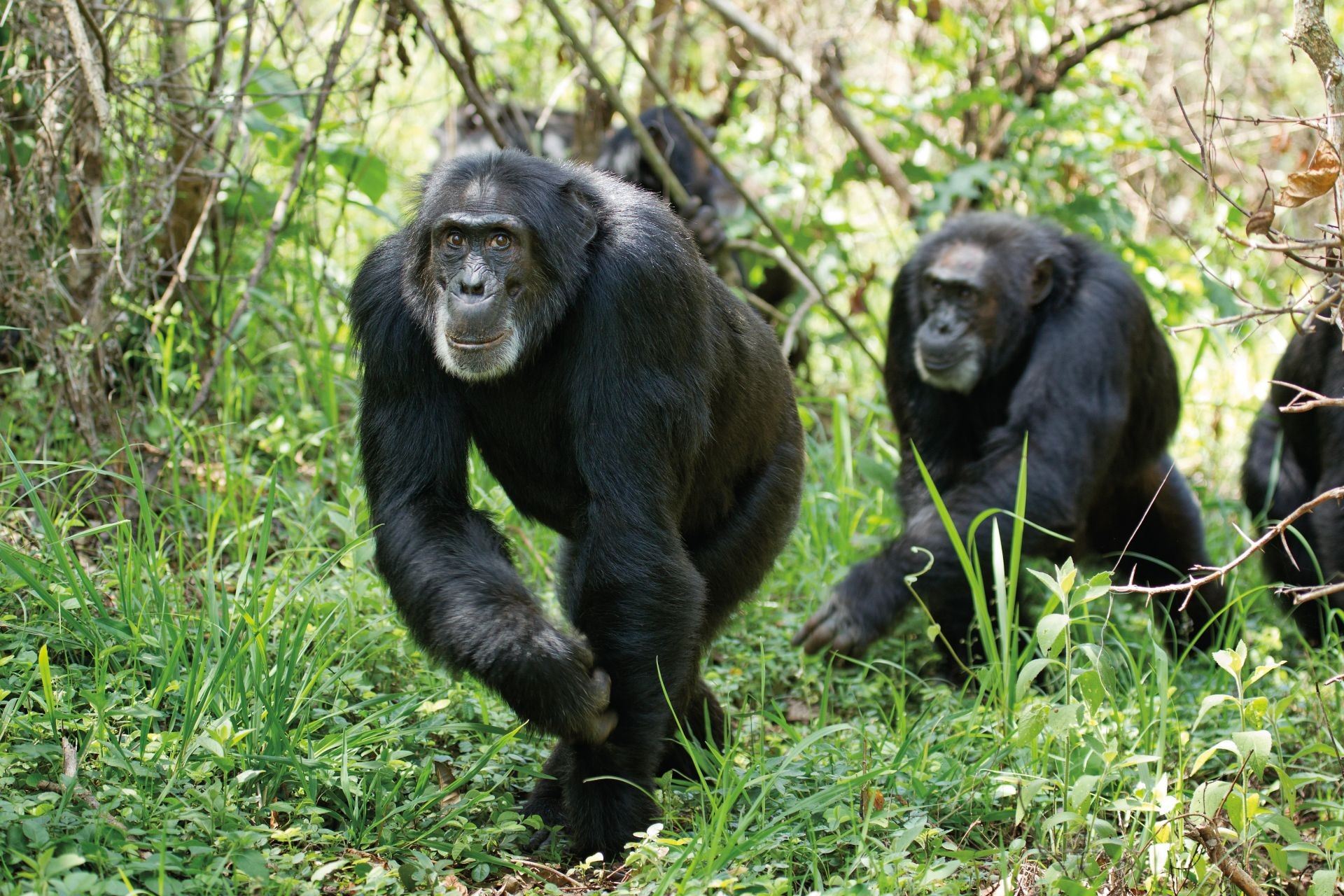 A scene from Walt Disney Pictures' Chimpanzee (2012)