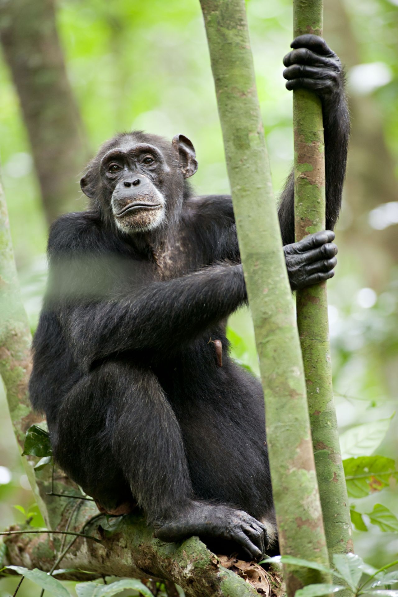 A scene from Walt Disney Pictures' Chimpanzee (2012). Photo credit by Martyn Colbeck.