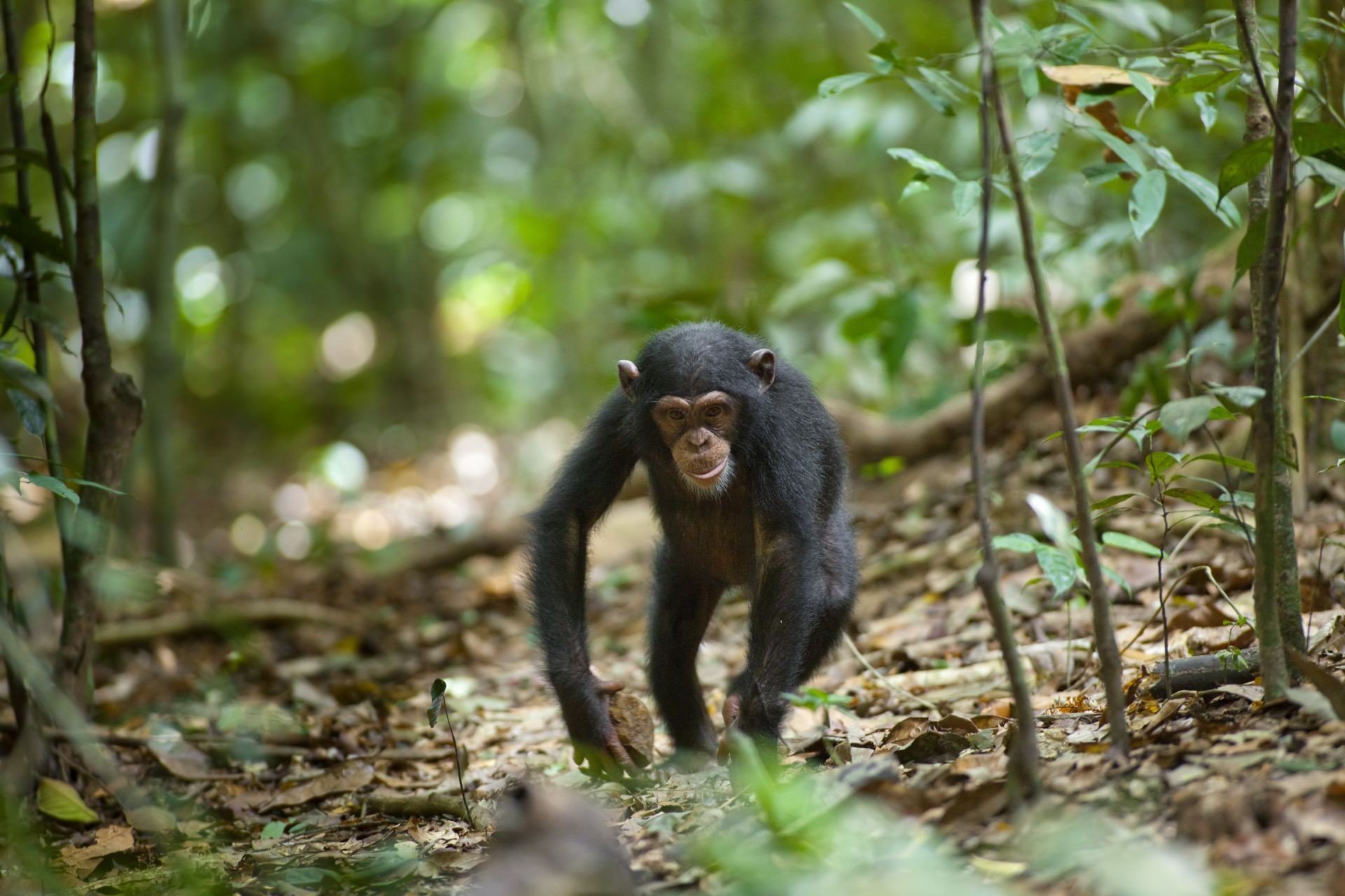A scene from Walt Disney Pictures' Chimpanzee (2012). Photo credit by Mark Linfield.
