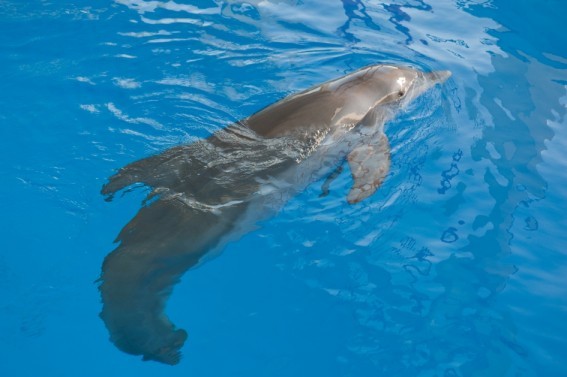 A scene from Warner Bros. Pictures' Dolphin Tale (2011)