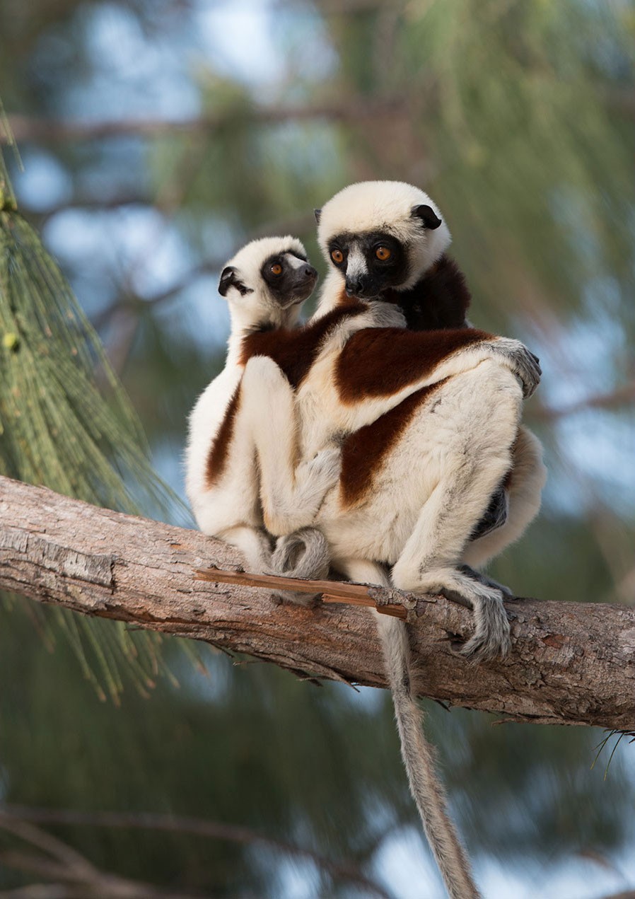 A scene from Warner Bros. Pictures' Island of Lemurs: Madagascar (2014)