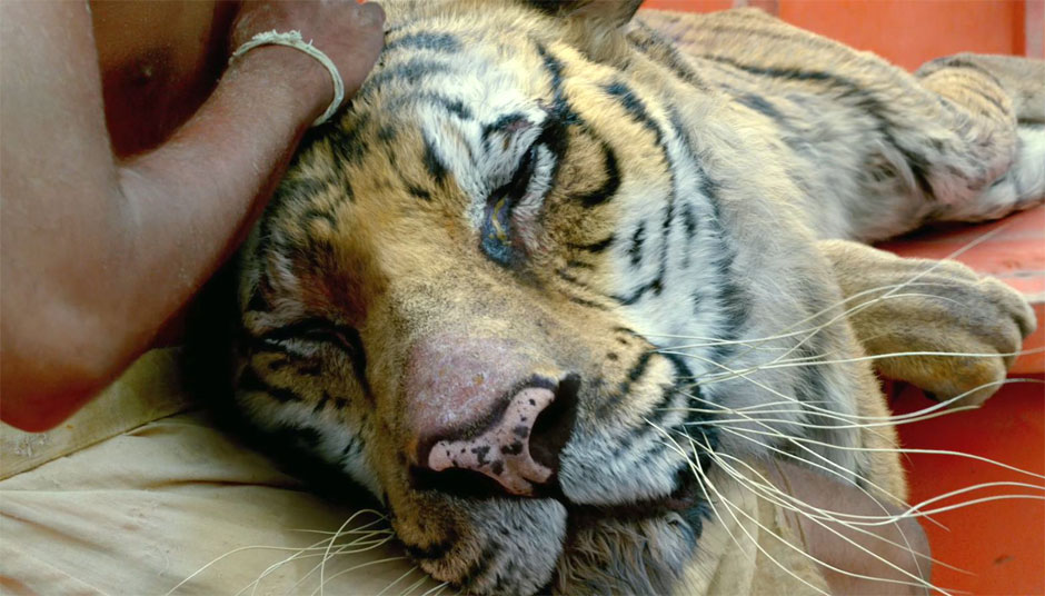 Richard Parker the Tiger from The 20th Century Fox's Life of Pi (2012)