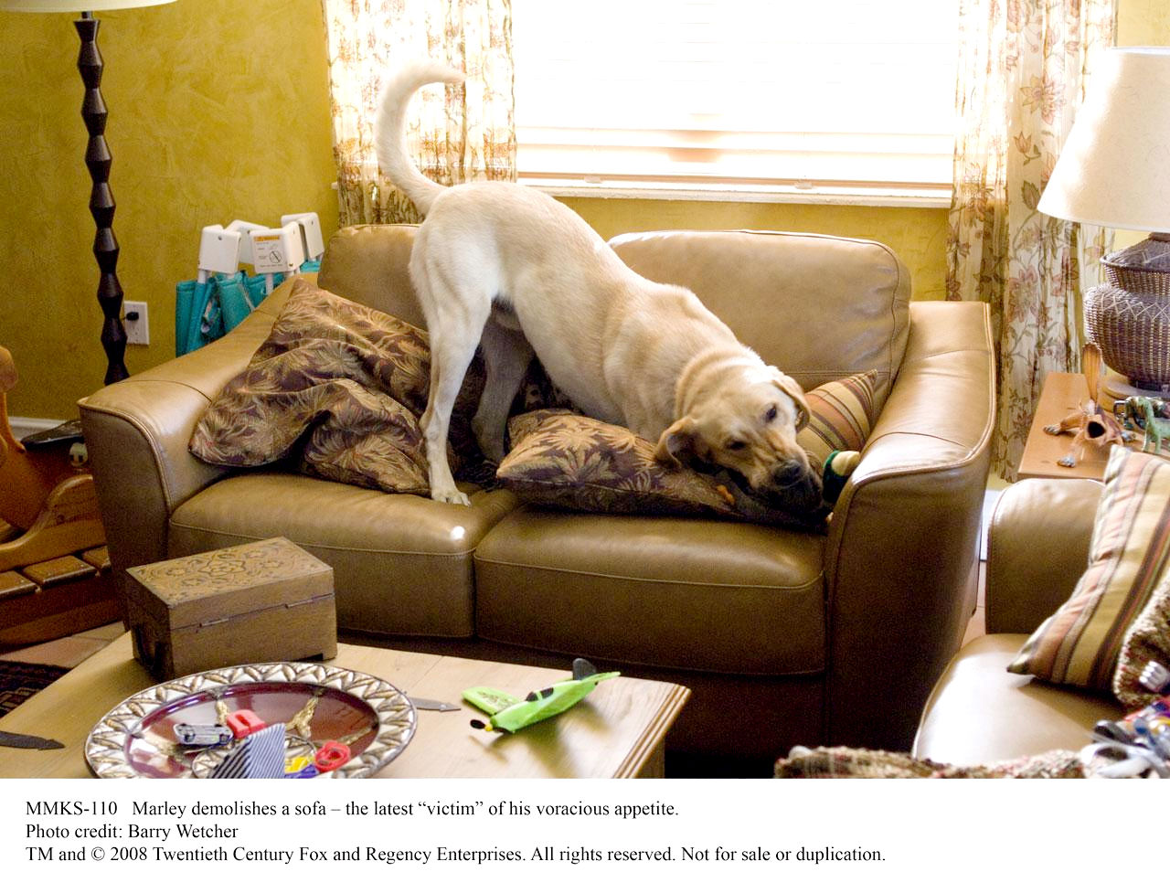 A scene from Fox 2000 Pictures' Marley & Me (2008). Photo credit by Barry Wetcher.