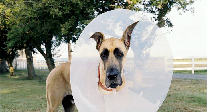 marmaduke picture 2 duke size chart