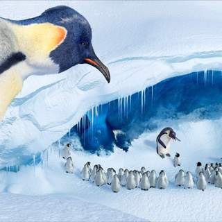 Happy Feet Picture 16