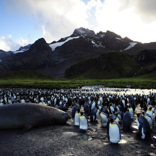 A scene from Cinedigm's Adventures of the Penguin King (2013). Photo credit by Paul Williams.