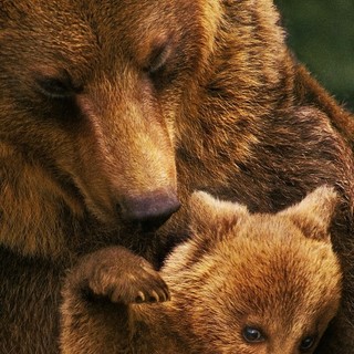 Bears Picture 3