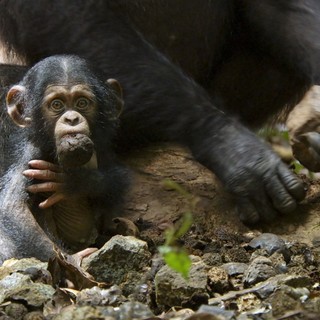 Chimpanzee Picture 12