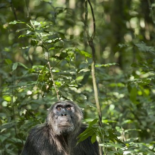 Chimpanzee Picture 14