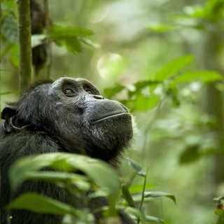A scene from Walt Disney Pictures' Chimpanzee (2012). Photo credit by Kristin J Mosher.