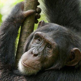 Chimpanzee Picture 19