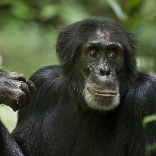 Chimpanzee Picture 22