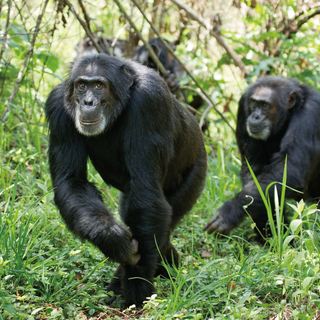 Chimpanzee Picture 23