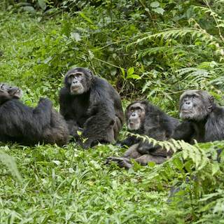 Chimpanzee Picture 24