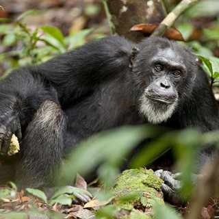 Chimpanzee Picture 26