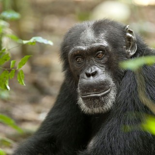Chimpanzee Picture 30