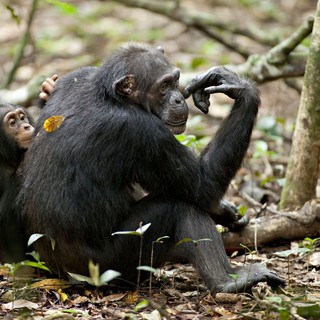 Chimpanzee Picture 31