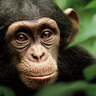 Poster of Walt Disney Pictures' Chimpanzee (2012)