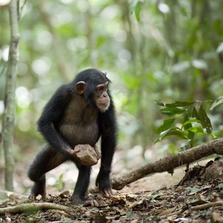 Chimpanzee Picture 37