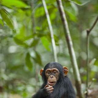 Chimpanzee Picture 40