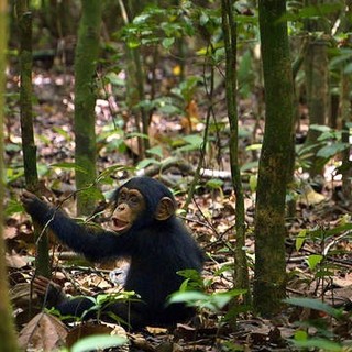 A scene from Walt Disney Pictures' Chimpanzee (2012)