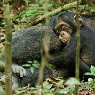 Chimpanzee Picture 3