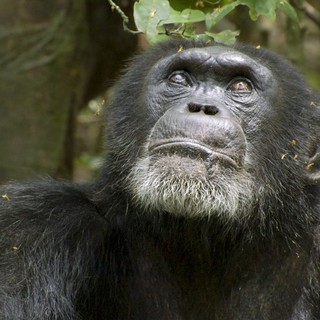 Chimpanzee Picture 5
