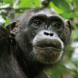 Chimpanzee Picture 8