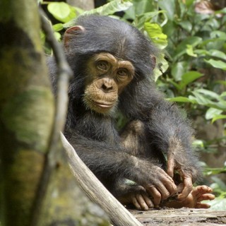 Chimpanzee Picture 9