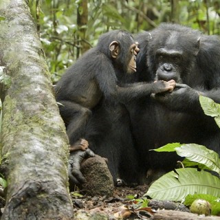 Chimpanzee Picture 10