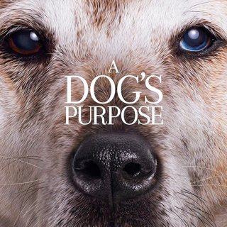 a s purpose soundtrack a s purpose 2017 pictures trailer reviews news dvd and soundtrack a s purpose soundtrack a s purpose 2017 pictures trailer reviews news dvd and soundtrack