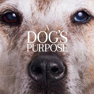 Poster of Universal Pictures' A Dog's Purpose (2017)