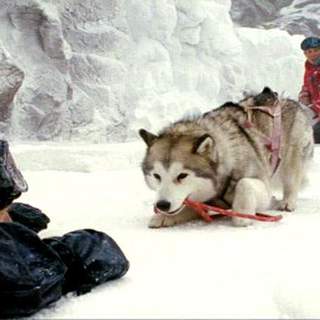 Eight Below Picture 3