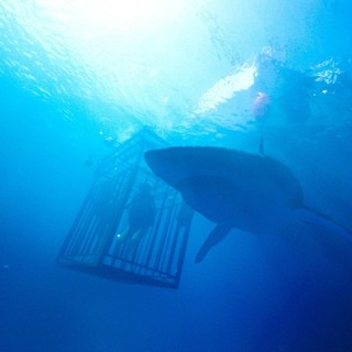 47 Meters Down Picture 6