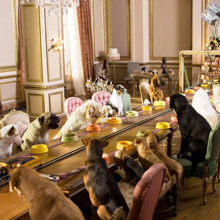 A scene from DreamWorks' Hotel for Dogs (2009)