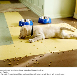 Marley & Me Picture 12