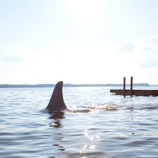 Shark Night 3D Picture 17