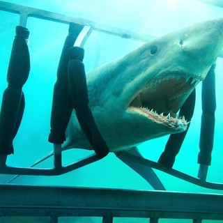 Shark Night 3D Picture 19